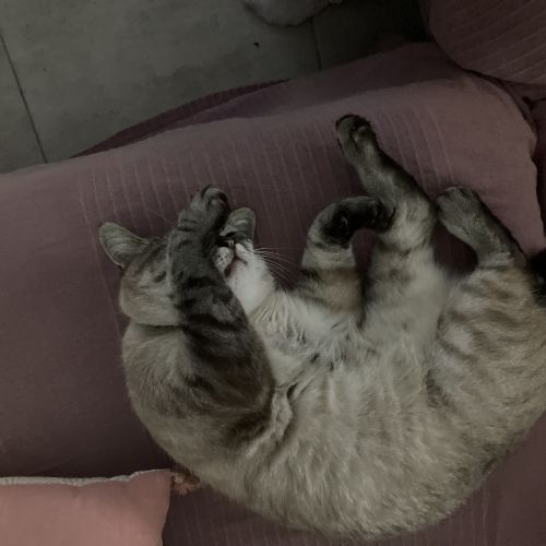 #FR2401681 - Chat perdu #FR2401681 - Chat perdu