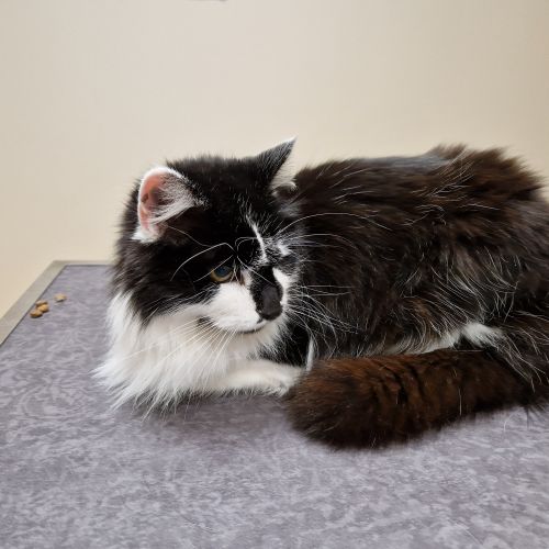 #FR2401683 - Chat trouvé #FR2401683 - Chat trouvé