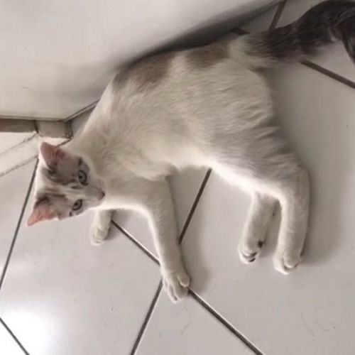 #FR2401686 - Chat perdu #FR2401686 - Chat perdu