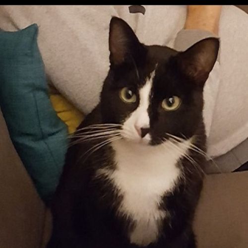 #FR2401693 - Chat perdu