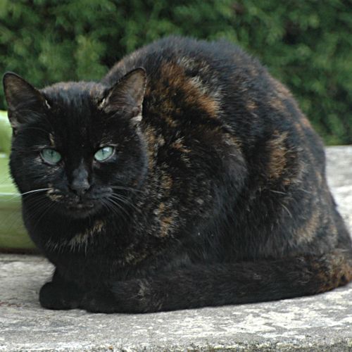 #FR2401694 - Chat aperçu #FR2401694 - Chat aperçu
