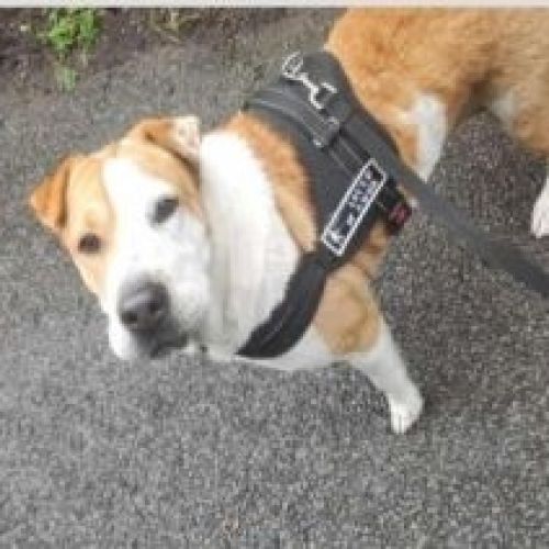 #FR2401695 - Chien perdu