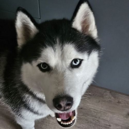 #FR2401697 - Chien perdu