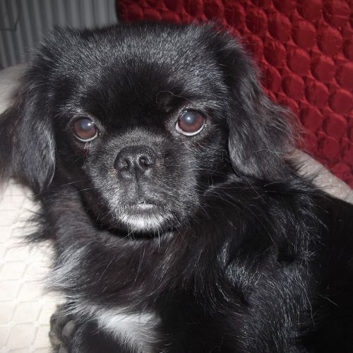 #FR2401698 - Chien perdu