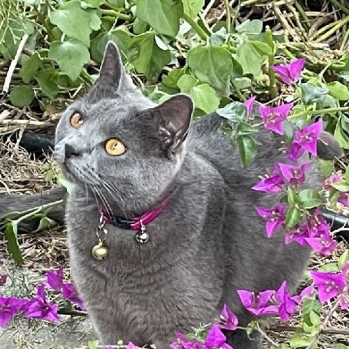 #FR210170 - Chat Perdu