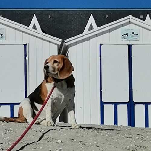 #FR2401709 - Chien perdu