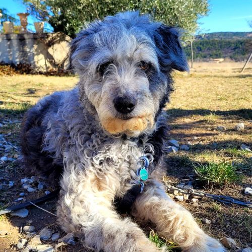 #FR2401711 - Chien perdu #FR2401711 - Chien perdu