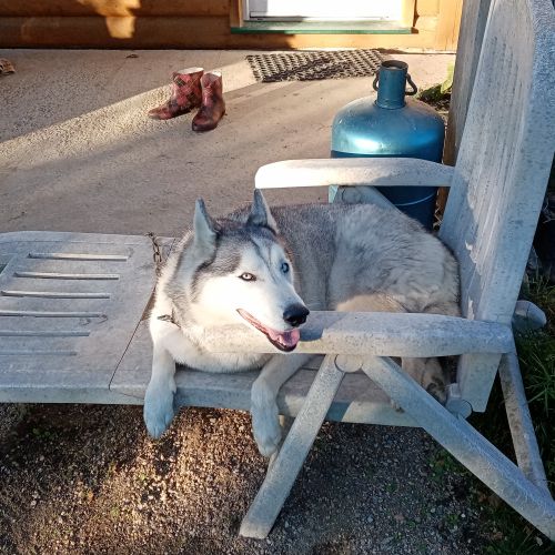 #FR2401712 - Chien perdu