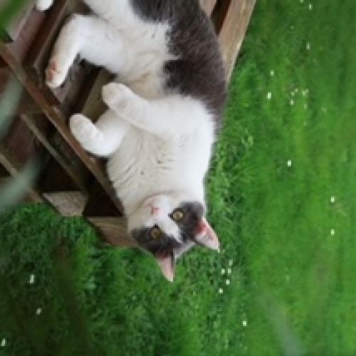 #FR2401714 - Chat perdu #FR2401714 - Chat perdu