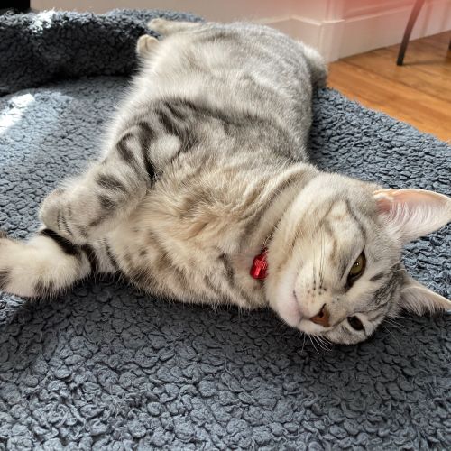 #FR2401717 - Chat perdu #FR2401717 - Chat perdu