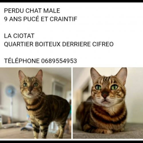 #FR2401718 - Chat perdu #FR2401718 - Chat perdu