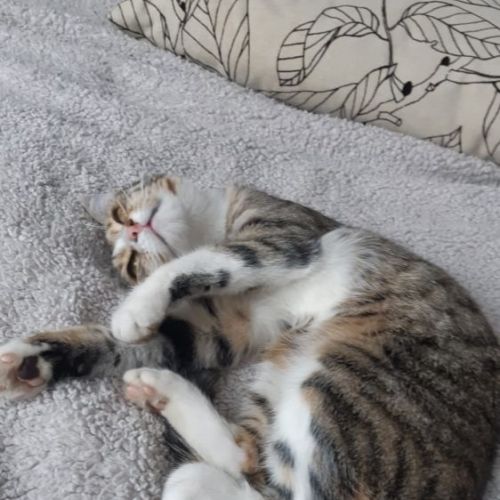 #FR2401723 - Chat perdu #FR2401723 - Chat perdu