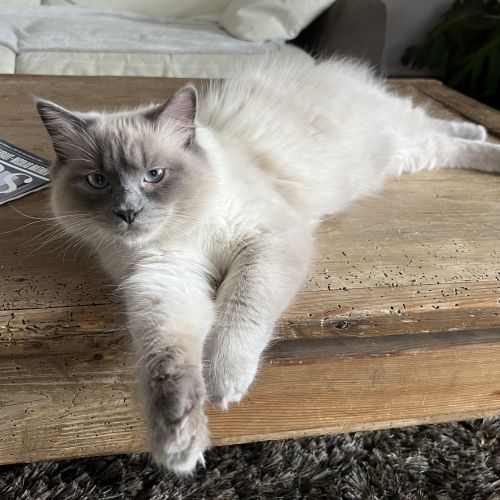 #FR2401724 - Chat perdu