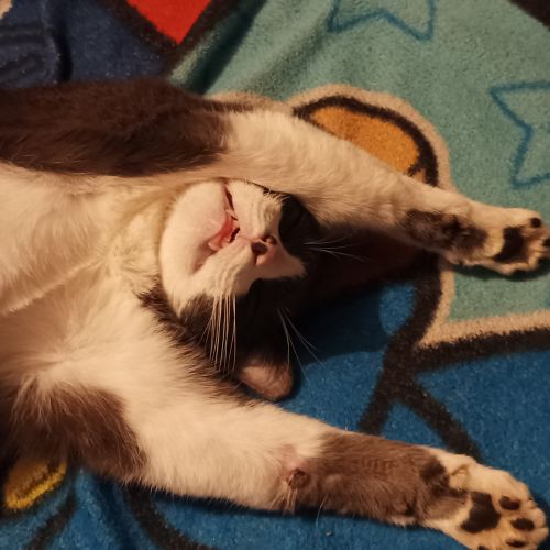 #FR2401730 - Chat perdu #FR2401730 - Chat perdu