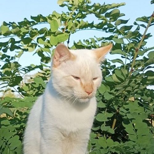 #FR2401734 - Chat perdu #FR2401734 - Chat perdu