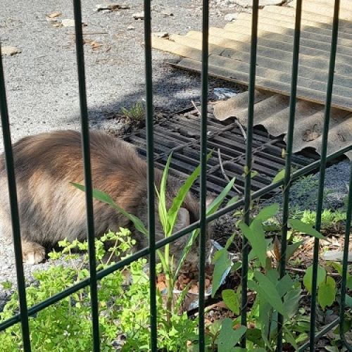 #FR2401749 - Chat aperçu