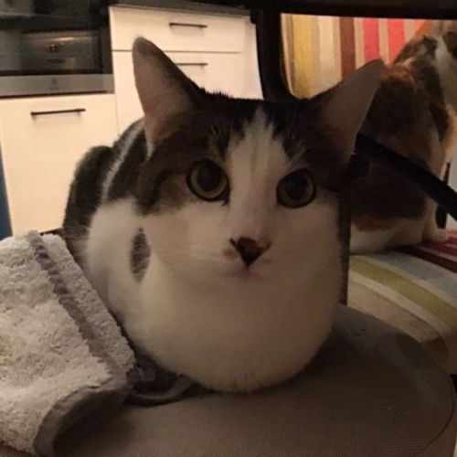 #FR2401751 - Chat perdu #FR2401751 - Chat perdu