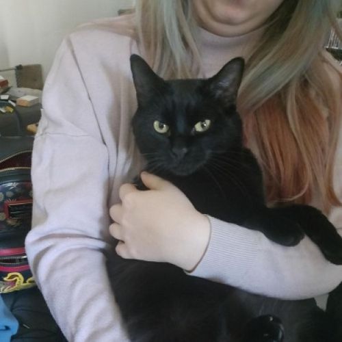 #FR2401762 - Chat perdu #FR2401762 - Chat perdu