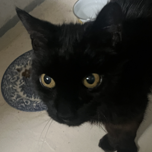 #FR2401767 - Chat trouvé #FR2401767 - Chat trouvé