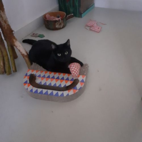 #FR2401769 - Chat perdu #FR2401769 - Chat perdu