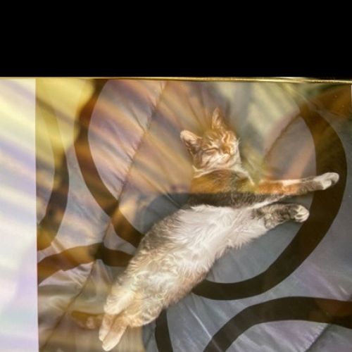 #FR2401788 - Chat perdu #FR2401788 - Chat perdu