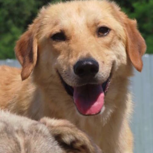 #FR2401792 - Chien à adopter #FR2401792 - Chien à adopter