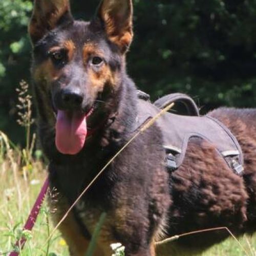 #FR2401793 - Chien à adopter #FR2401793 - Chien à adopter