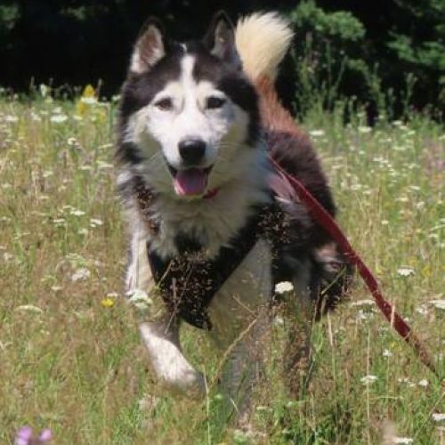 #FR2401794 - Chien à adopter #FR2401794 - Chien à adopter