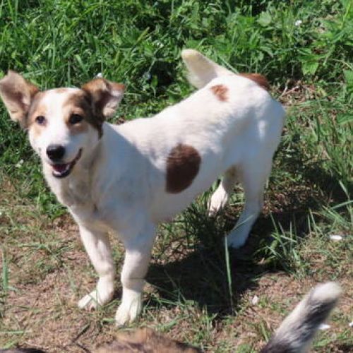 #FR2401796 - Chien à adopter #FR2401796 - Chien à adopter
