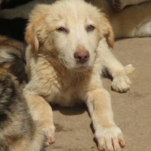 #FR2401797 - Chien à adopter #FR2401797 - Chien à adopter
