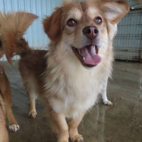 #FR2401798 - Chien à adopter #FR2401798 - Chien à adopter