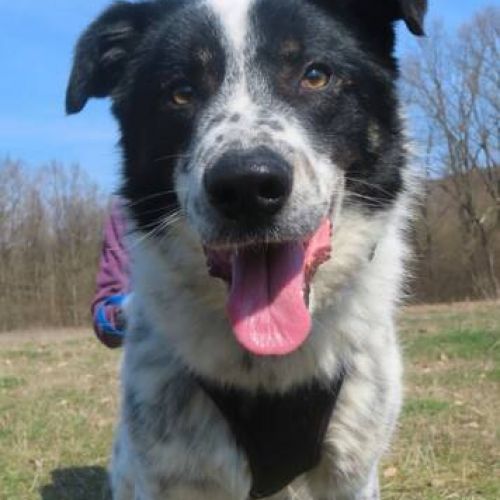 #FR2401799 - Chien à adopter #FR2401799 - Chien à adopter