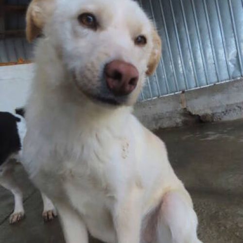 #FR2401802 - Chien à adopter #FR2401802 - Chien à adopter