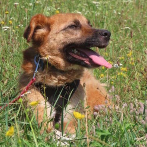#FR2401806 - Chien à adopter #FR2401806 - Chien à adopter