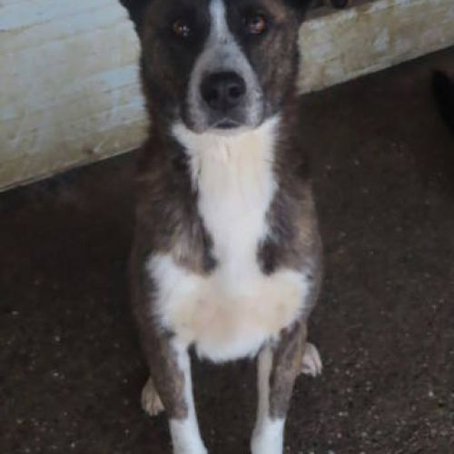 #FR2401807 - Chien à adopter #FR2401807 - Chien à adopter