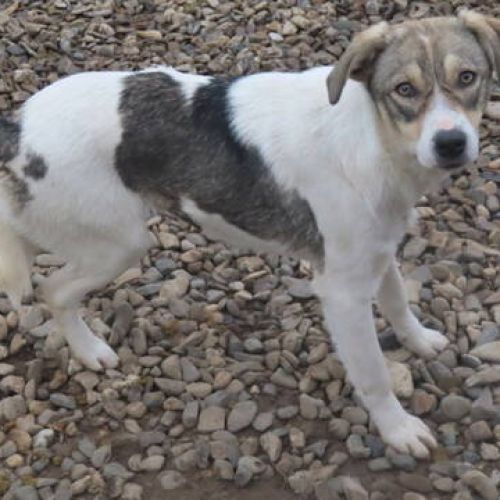 #FR2401809 - Chien à adopter #FR2401809 - Chien à adopter