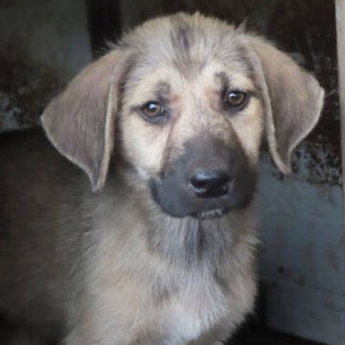 #FR2401812 - Chien à adopter #FR2401812 - Chien à adopter