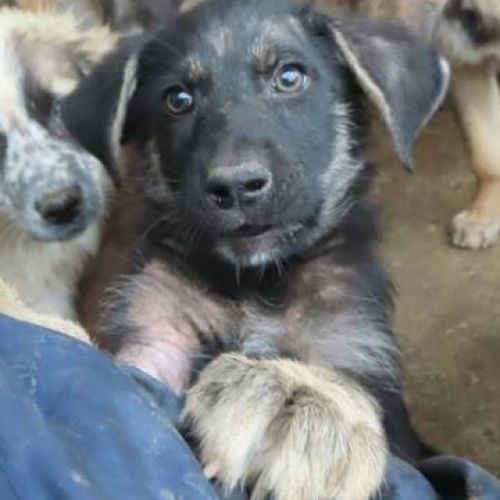 #FR2401814 - Chien à adopter #FR2401814 - Chien à adopter