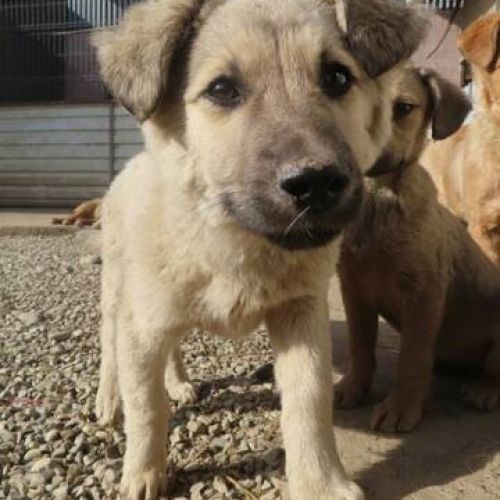 #FR2401817 - Chien à adopter #FR2401817 - Chien à adopter