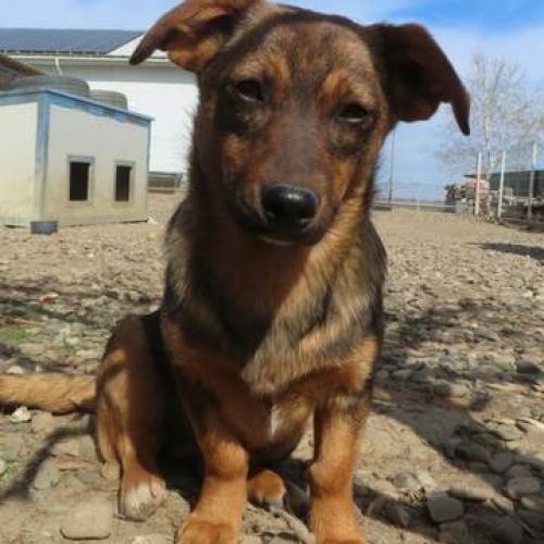 #FR2401818 - Chien à adopter #FR2401818 - Chien à adopter