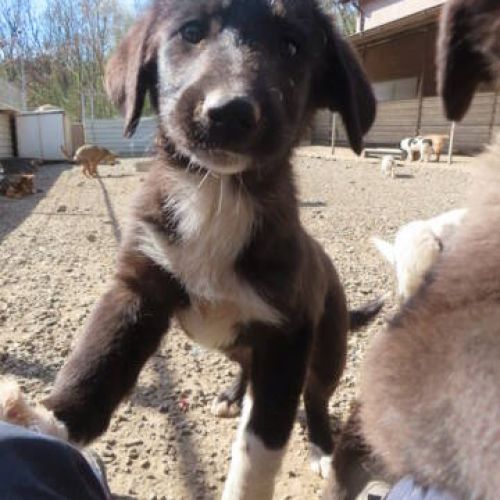 #FR2401819 - Chien à adopter #FR2401819 - Chien à adopter