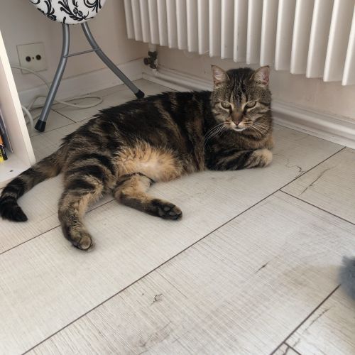 #FR210182 - Chat Perdu #FR210182 - Chat Perdu