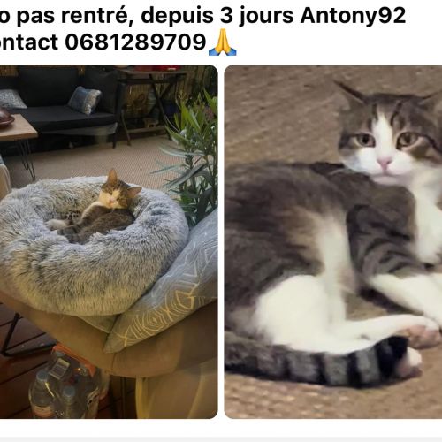 #FR2401823 - Chat perdu