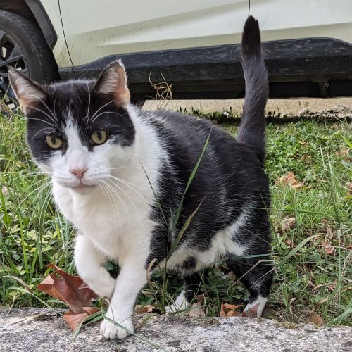 #FR2401826 - Chat perdu #FR2401826 - Chat perdu