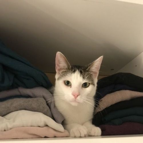 #FR210183 - Chat Perdu #FR210183 - Chat Perdu