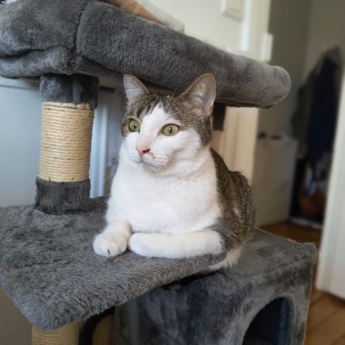 #FR2401830 - Chat perdu