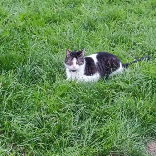 #FR2401841 - Chat perdu