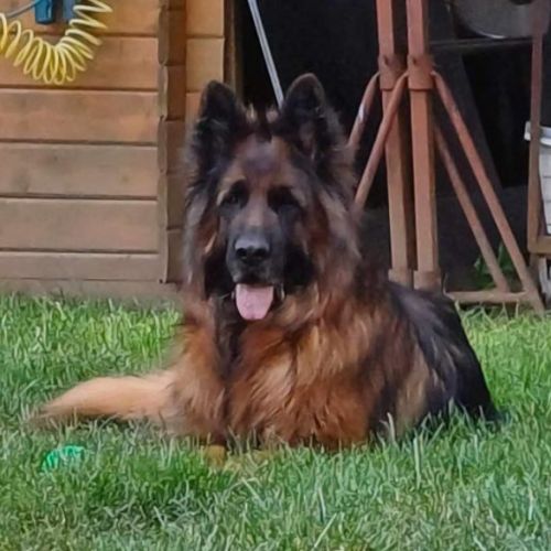 #FR2401852 - Chien perdu