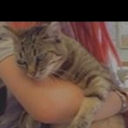 #FR210187 - Chat Perdu #FR210187 - Chat Perdu