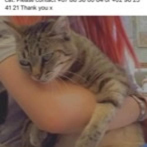 #FR210187 - Chat Perdu